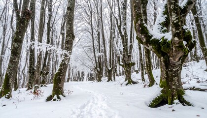 Naklejka premium Snowy Beech Forest in Winter - A Serene Landscape.