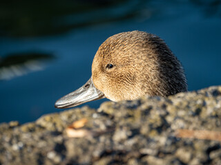 可愛い顔でひょっこりさんした、鴨