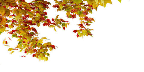Autumn Leaves on Tree Branches &ndash; Vibrant Fall Colors and Seasonal Foliage for Nature-Inspired Design