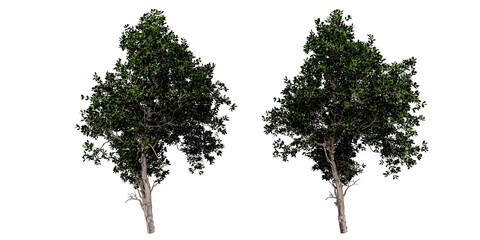 Pair of Green Trees &ndash; Foliage Density and Structure for Environmental and Visual Design