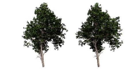 Pair of Green Trees – Foliage Density and Structure for Environmental and Visual Design