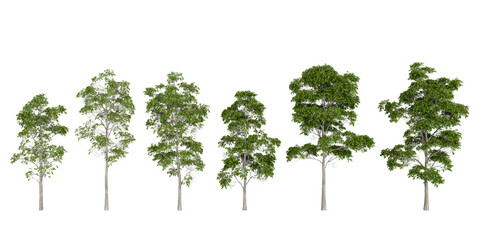 Tree Growth Stages &ndash; Visual Progression of Foliage and Height in Natural Development