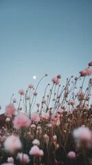 A Serene Landscape of Delicate Pink Flowers Reaching Toward a Clear Blue Sky Under the Soft Glow of the Moonlight