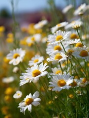A Lush Meadow Filled with Vibrant White and Yellow Daisies Surrounded by Beautiful Greenery Beneath a Clear Blue Sky