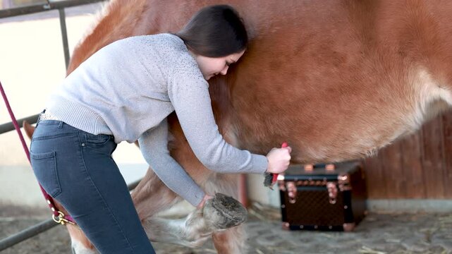 Woman carefully picking and cleaning the hooves of a Haflinger mare during daily horse care routine