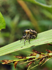 Two weevils mate on a leaf, their elongated snouts and compact bodies aligned in copulation, illustrating species-specific reproductive behavior and the intimate scale of insect life