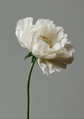 Delicate White Flower with Soft Petals and Vibrant Yellow Center Against a Subtle Gray Background