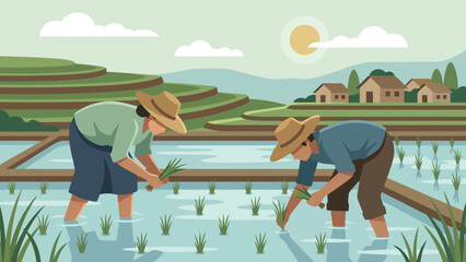 Fototapeta premium Farmers planting rice seedlings in a paddy field.