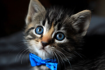 a kitten with a blue bow tie on