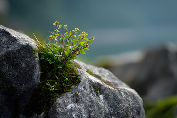 a plant growing out of a rock on a mountain