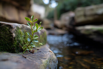a small plant growing out of a rock in a stream