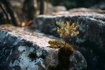 a small plant growing out of a rock