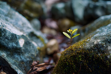 a small plant growing out of a rock