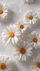 A Beautiful Arrangement of White Daisies with Bright Yellow Centers Spread Across a Textured Background Bringing a Touch of Freshness