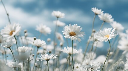 A Breathtaking Field of Daisies Under a Bright Blue Sky Captivating Nature's Beauty and Serenity