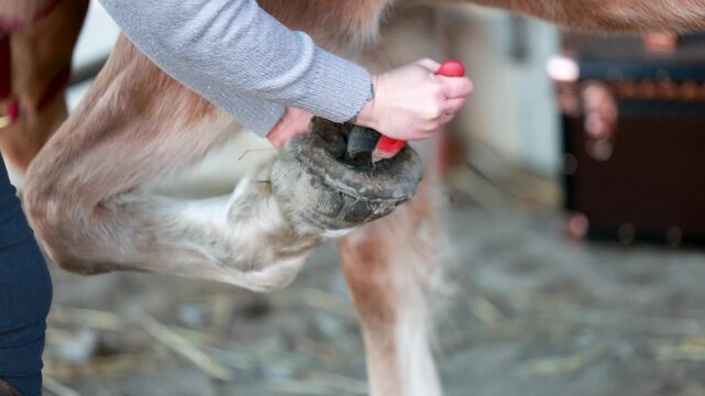 Close up video showing a horse hoof being cleaned with a hoof pick. The process removes dirt from the sole, frog, and hoof grooves as part of daily hoof care and equine hygiene. Professional farrier a