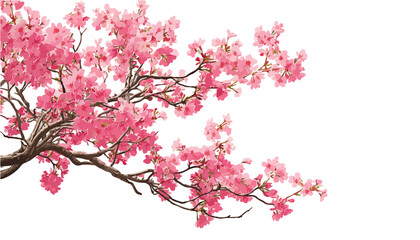 Ramo di albero fiorito con fiori rosa brillanti isolato su sfondo bianco trasparente, ideale per composizioni primaverili.