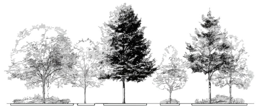 Disegno vettoriale in bianco e nero di alberi diversi su sfondo trasparente per progetti di architettura.