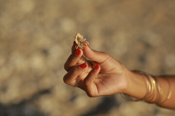 Female hand with manicure and gold bracelets holding a small crab, close-up detail with focus on texture, jewelry, and marine life