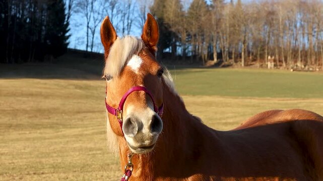 Close portrait video of a Haflinger mare outdoors, showing calm expression, soft eye contact, and natural beauty. Peaceful equine scene with shallow depth and gentle daylight.