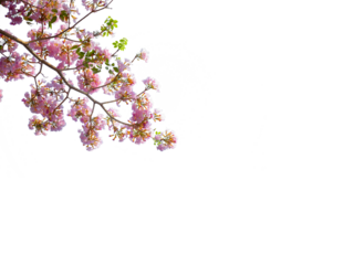 Delicate pink flowering branch PNG extending from the upper corner with small blossoms and green leaves on transparent background, airy botanical element ideal for minimalist invitations, headers, and