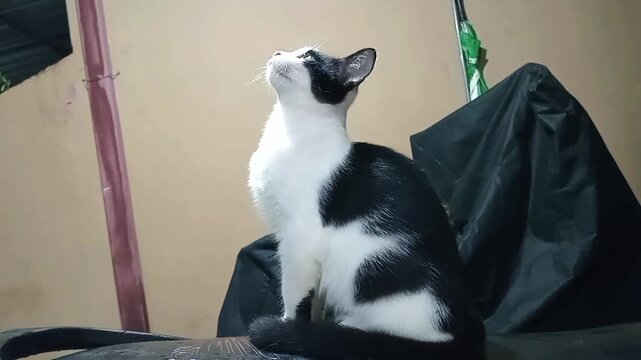 Black and white cat chattering and chirping with open mouth while sitting indoors. Alert domestic cat showing hunting instinct behavior, focused expression, natural light, cozy home setting.