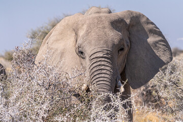 Telephoto shot of the head of an African Elephant -Loxodonta Africana- eating in Etosha National Park, Namibia.