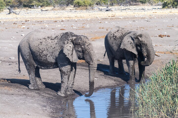 Telephoto shot of two african elephants drinking from a waterhole in Etosha National Park, Namibia.