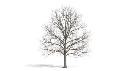 Obraz premium Bare deciduous tree illustration, isolated on white background, casting a shadow, perfect for seasonal graphics