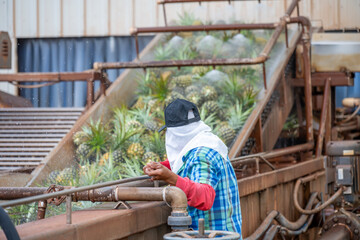 Worker sorting Pineapples at a production facility being washed after harvest and moved on a conveyor belt