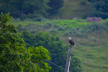 Bald eagle on the power pole
