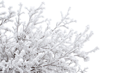 Beautiful snowy bush with frosted branches isolated on transparent background
