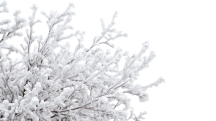 Beautiful snowy bush with frosted branches isolated on transparent background