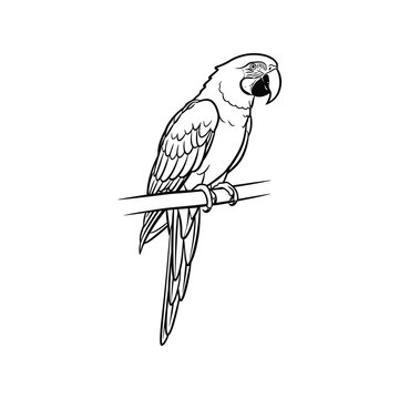 Elegant blue and yellow macaw perched on branch, line art Vector