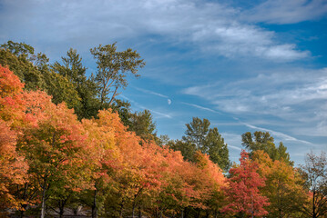 Fall color with half moon in a blue sky with clouds seen in Coulon Park, Renton, Washington.