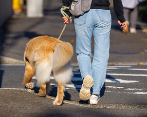 散歩中に横断歩道を渡る飼い主とゴールデンレトリバーの後ろ姿