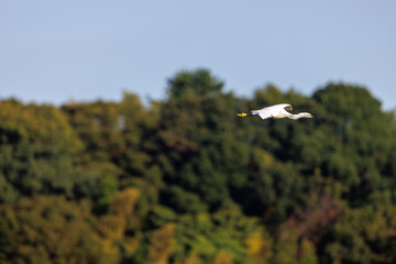 林の上空を飛ぶ白いコサギ