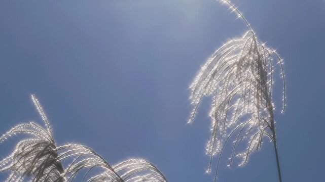 Tokyo, Japan - December 30, 2025: Sparkling Japanese silver grass or pampus grass or Miscanthus sinensis in winter