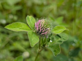 Globe of Pink and Green Red Clover Bloom with Trifoliate Leaves