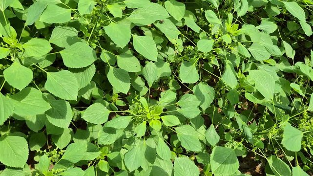 Acalypha indica plants or Indian copperleaf. Wild medicinal herbal weed growing in the garden nature background.