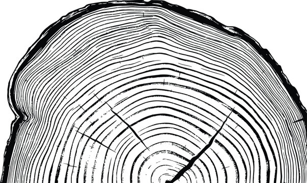 Tree ring vector illustration Wood grain texture cross section distressed black and white graphic design element