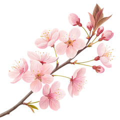 Blossom beauty to brighten your day on transparent background