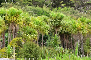 Area with dense bush of native cabbage tree Cordyline australis. Location: Puhoi New Zealand