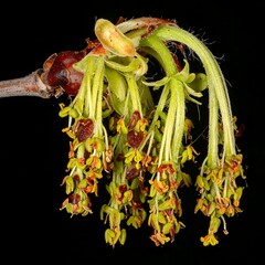 Spring Awakening - Close-up of Ash Tree Flowers in Bloom.