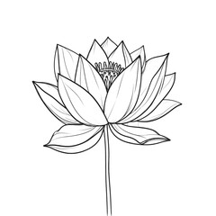 Detailed Line Drawing of a Blooming Lotus Flower with Intricate Petals and Stem on Plain White Background Botanical Illustration