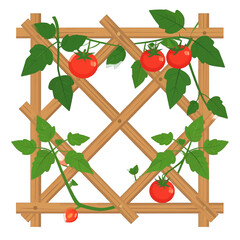 Ripe Red Tomatoes Growing on Wooden Trellis Against White Background