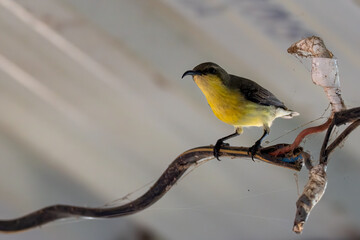 great tit parus major © pushpasen