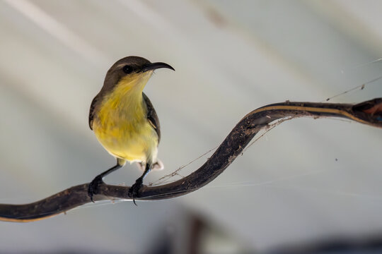 sunbird perching on wire 