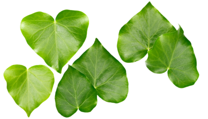 five lush green heart-shaped ivy leaves arranged in a dynamic composition against a stark transparent background, symbolizing love and nature's organic beauty.