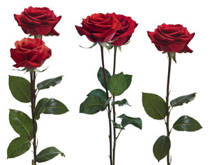 Obraz premium three deep red roses with lush green leaves, presented individually on elegant stems against a transparent background, symbolizing love and passion.